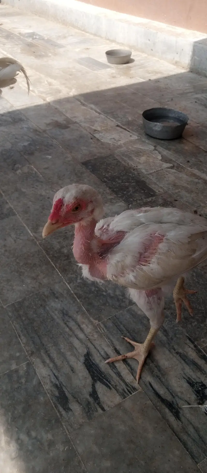 Aseel Hens for sale — photo 2