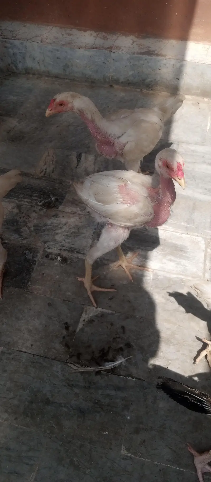 Aseel Hens for sale — photo 3