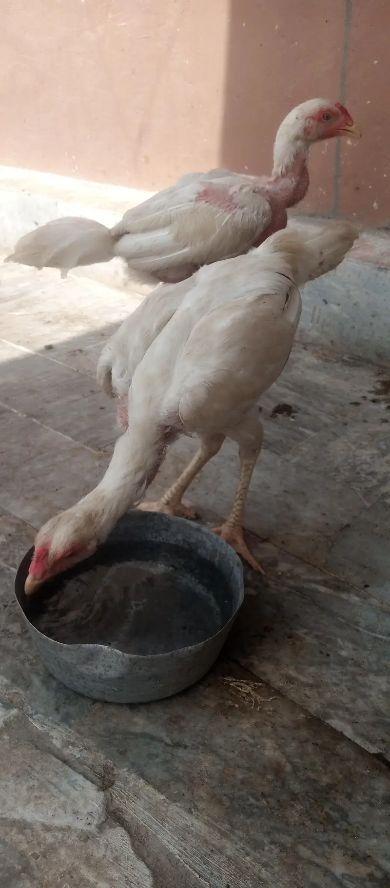 Aseel Hens for sale — photo 4