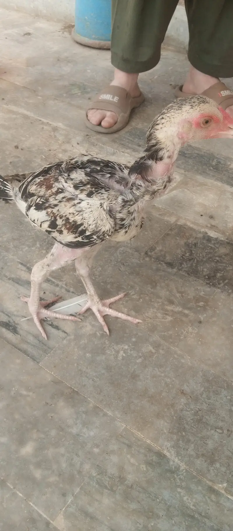 Aseel Hens for sale — photo 5