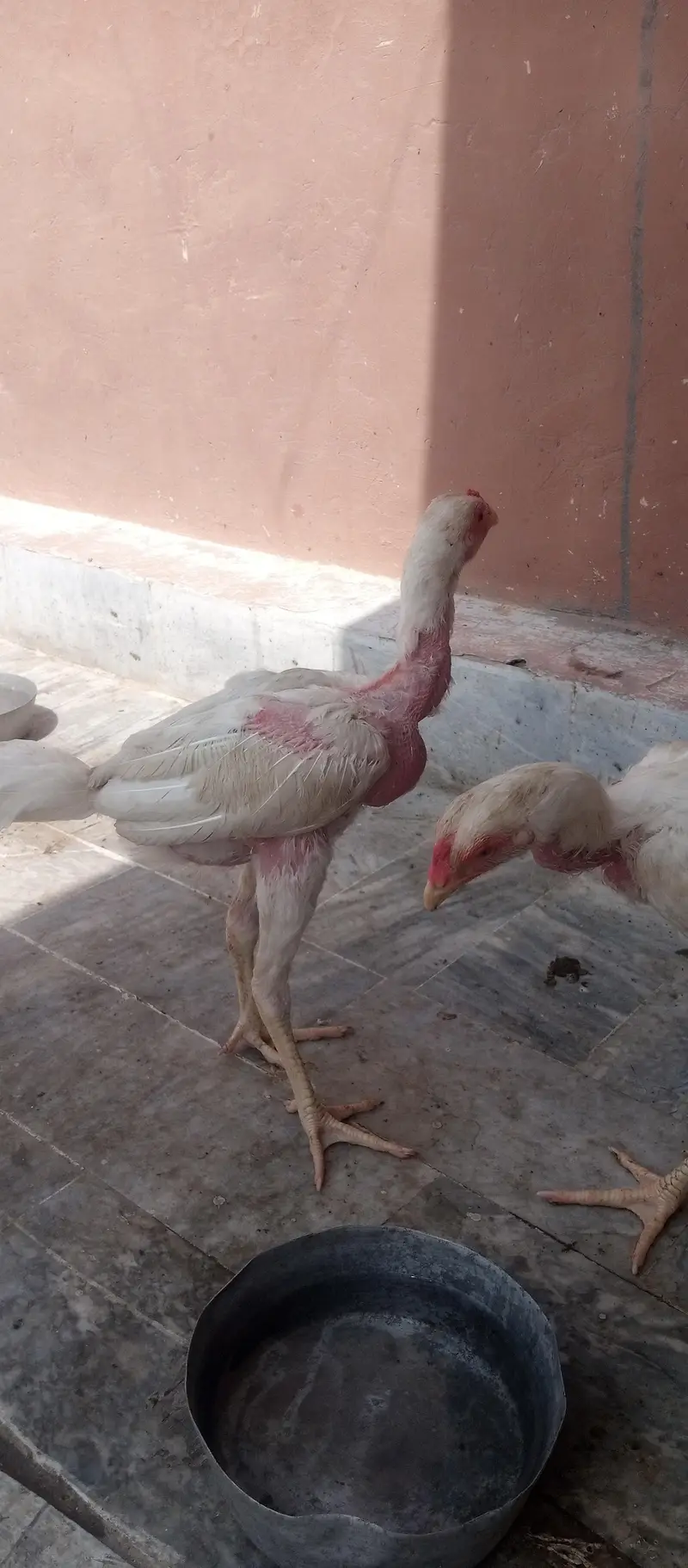Aseel Hens for sale — photo 6