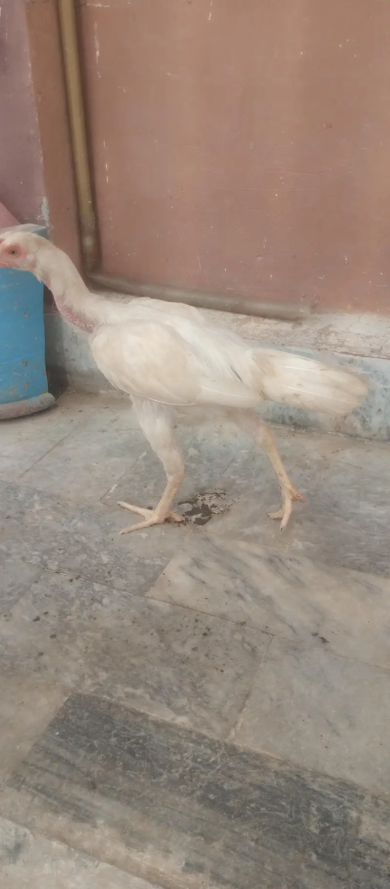 Aseel Hens for sale — photo 7