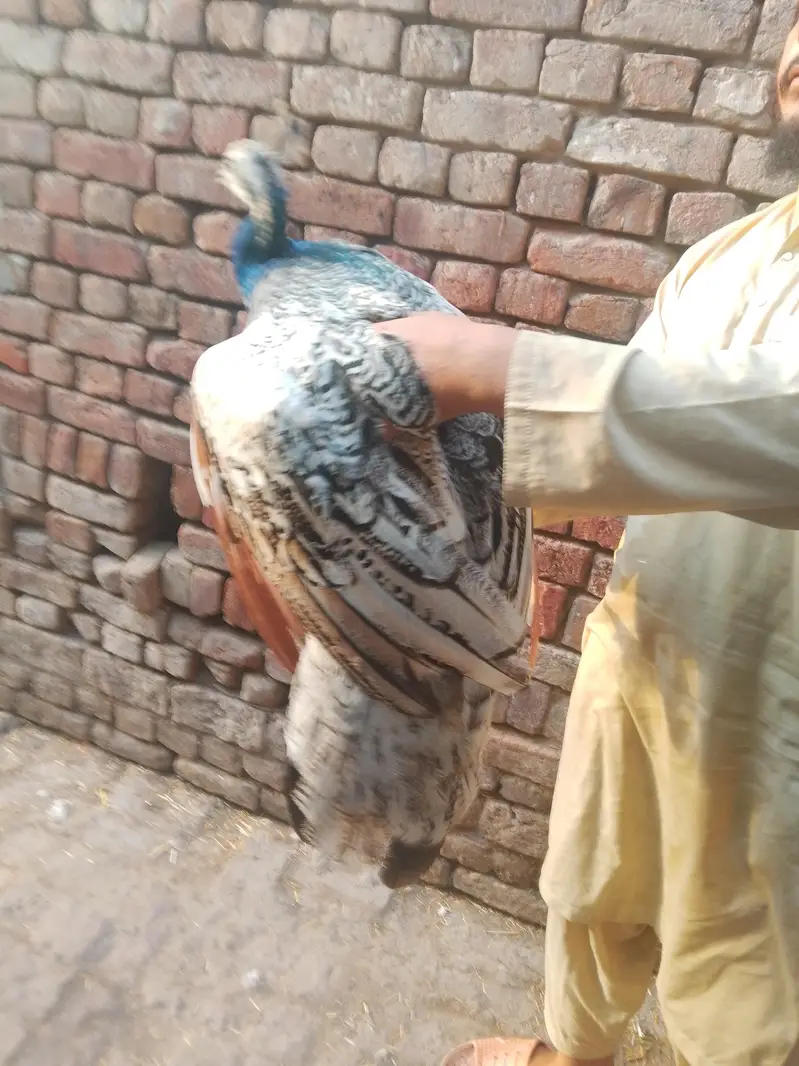 only Whatsapp chat — photo 2