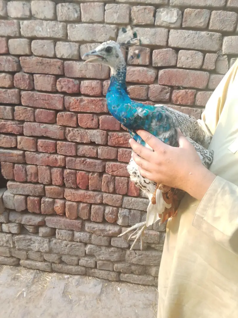 only Whatsapp chat — photo 4