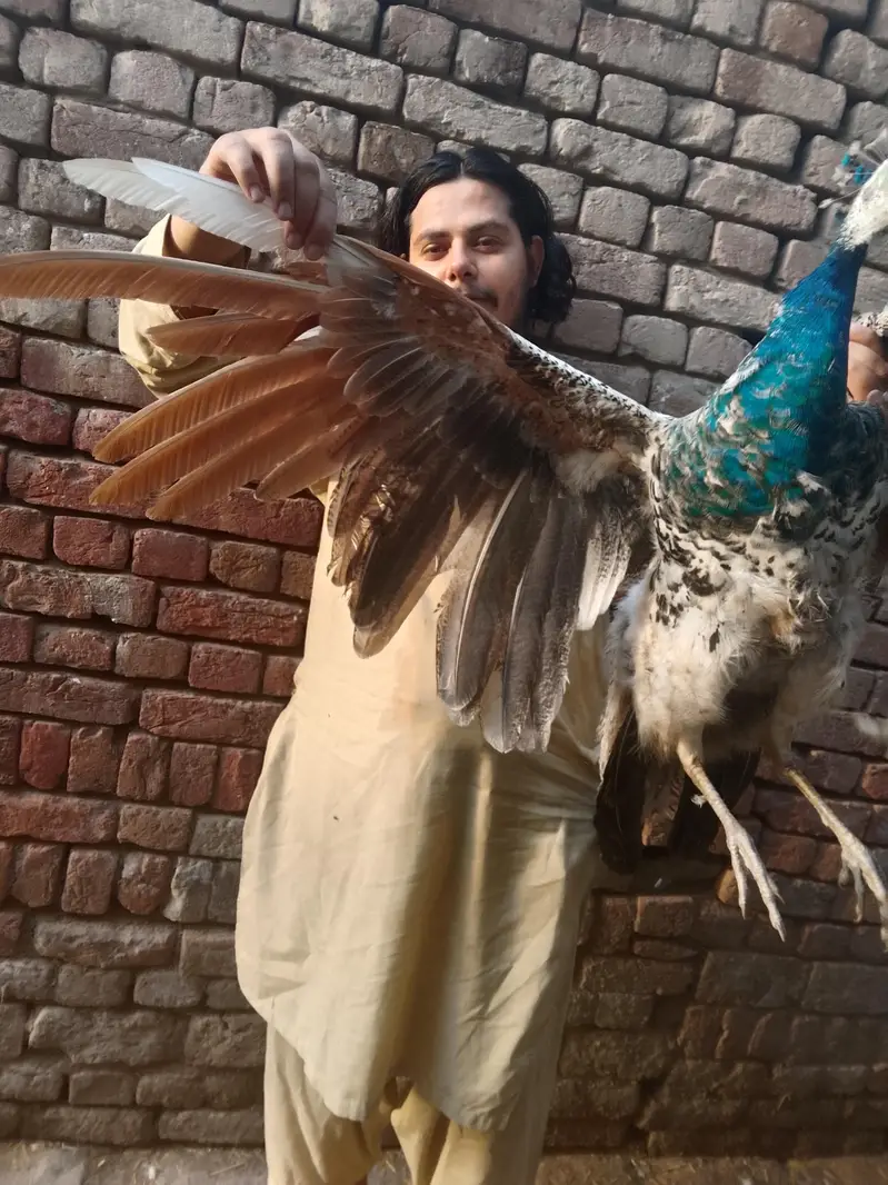 only Whatsapp chat — photo 5