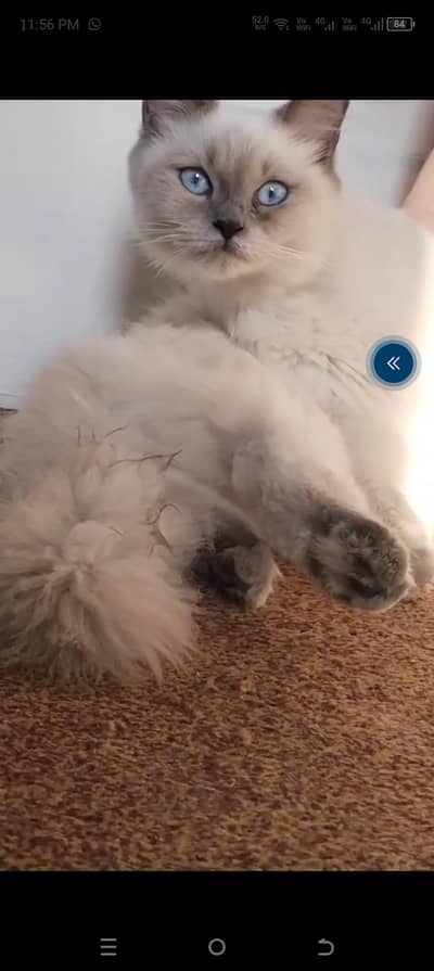very healthy beautiful pair is for sale