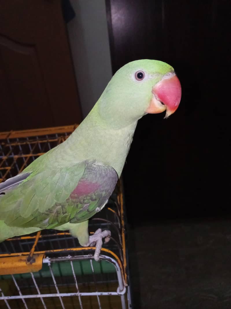 Raw Parrot 0