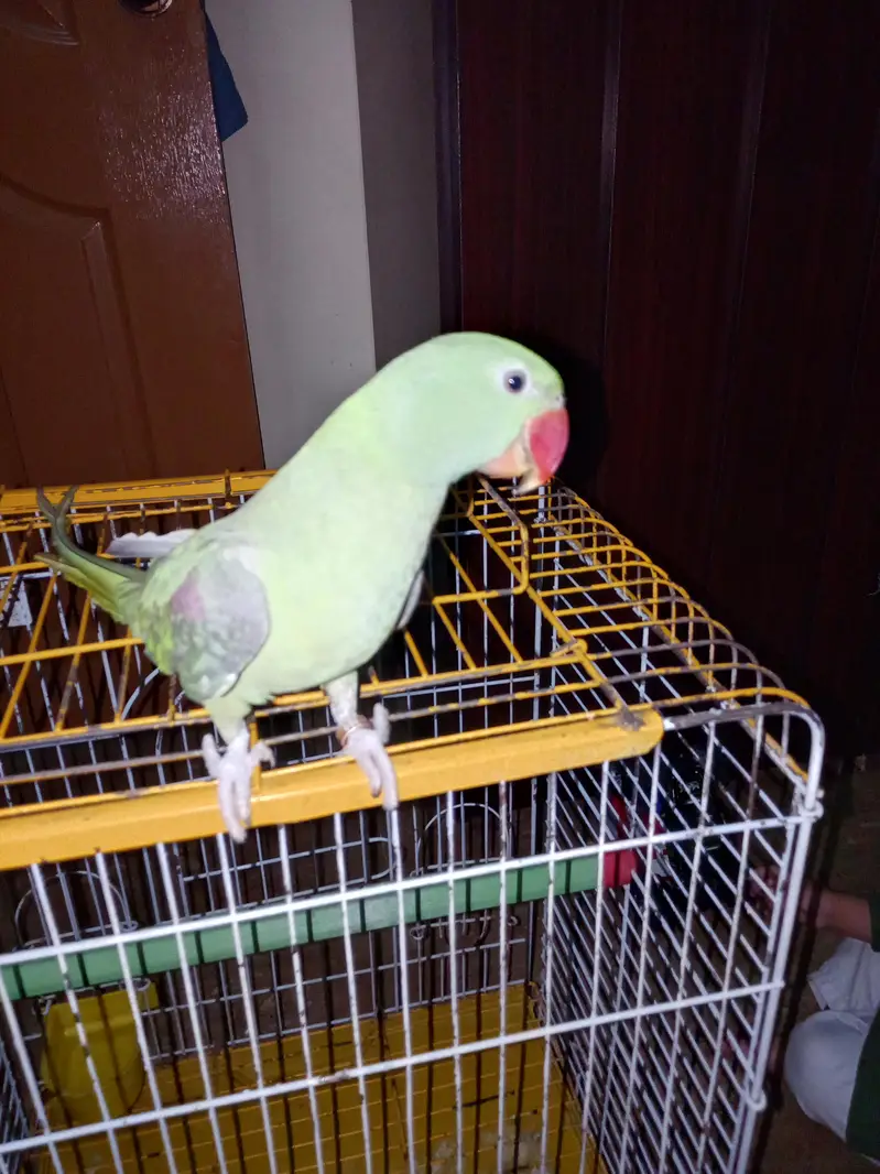 Raw Parrot — photo 2