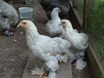 Healthy and active Heavy buff pair. 3 month age