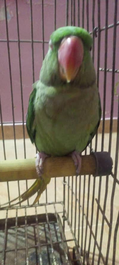 kashmiri jumbo . Pahari talking parrot