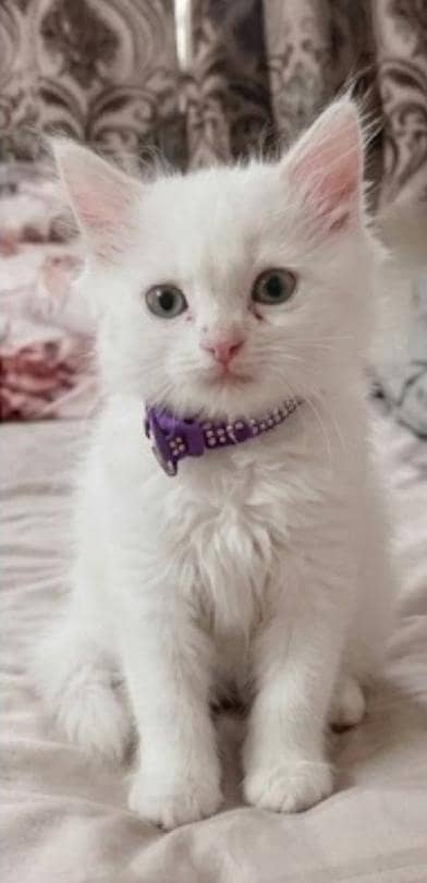 cute kittan 03125718522 whatap