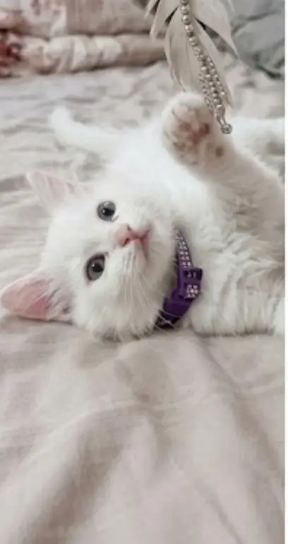 cute kittan 03125718522 whatap — photo 2