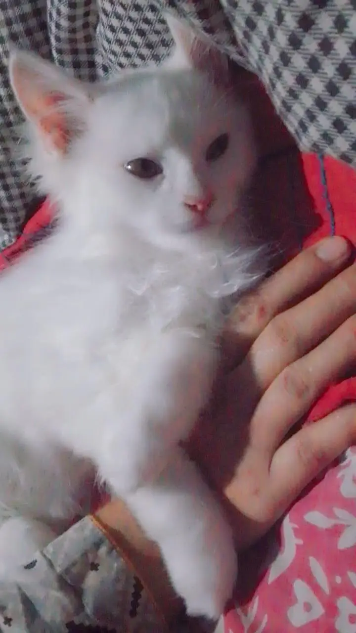 cute kittan 03125718522 whatap — photo 3