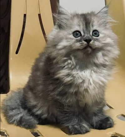 Beautiful Long-Coated Persian Female Kitten for Sale 03002904275