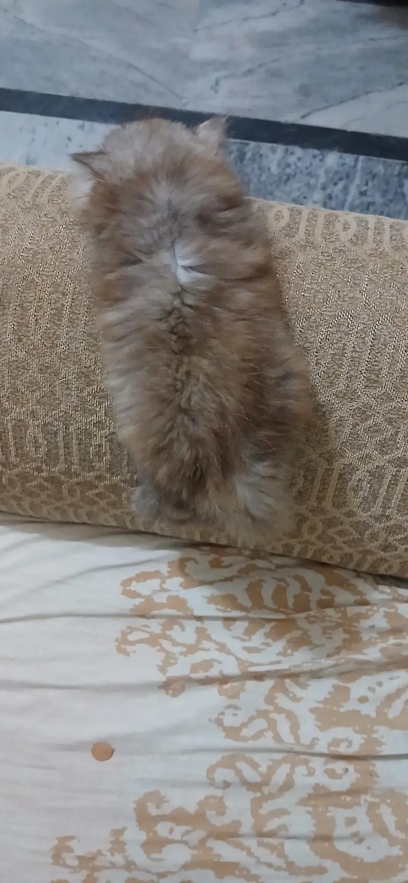 Beautiful Long-Coated Persian Female Kitten for Sale 03002904275 — photo 2