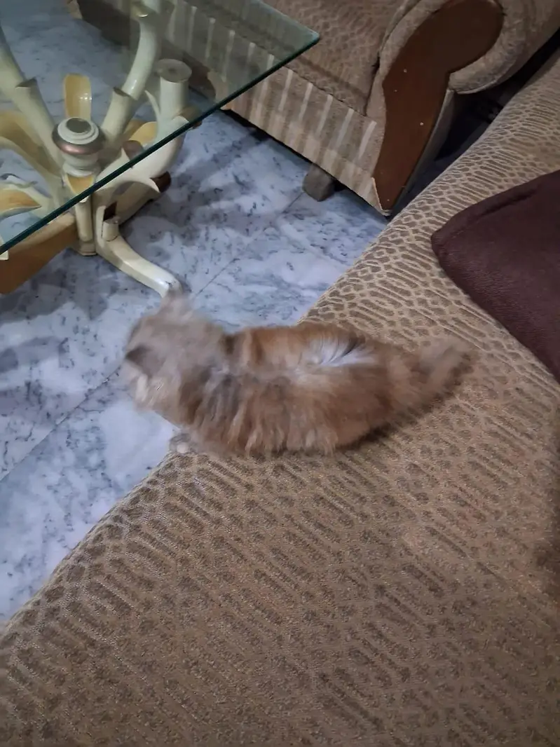 Beautiful Long-Coated Persian Female Kitten for Sale 03002904275 — photo 3