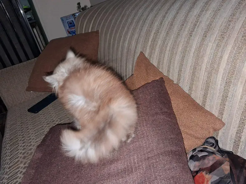 Beautiful Long-Coated Persian Female Kitten for Sale 03002904275 — photo 4