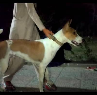 gultair x tazii cross dog 9 month