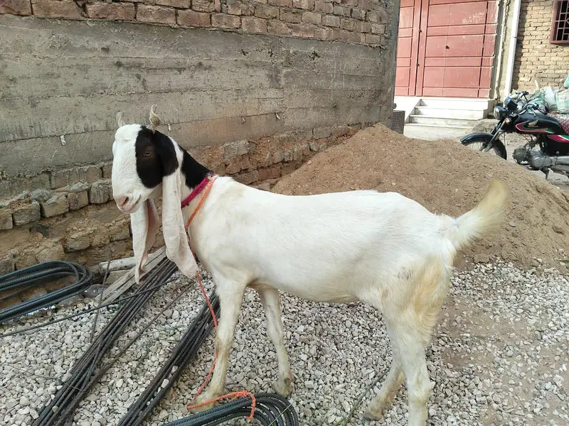 2 Daant bakri