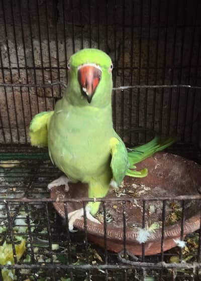 Ring Nick female