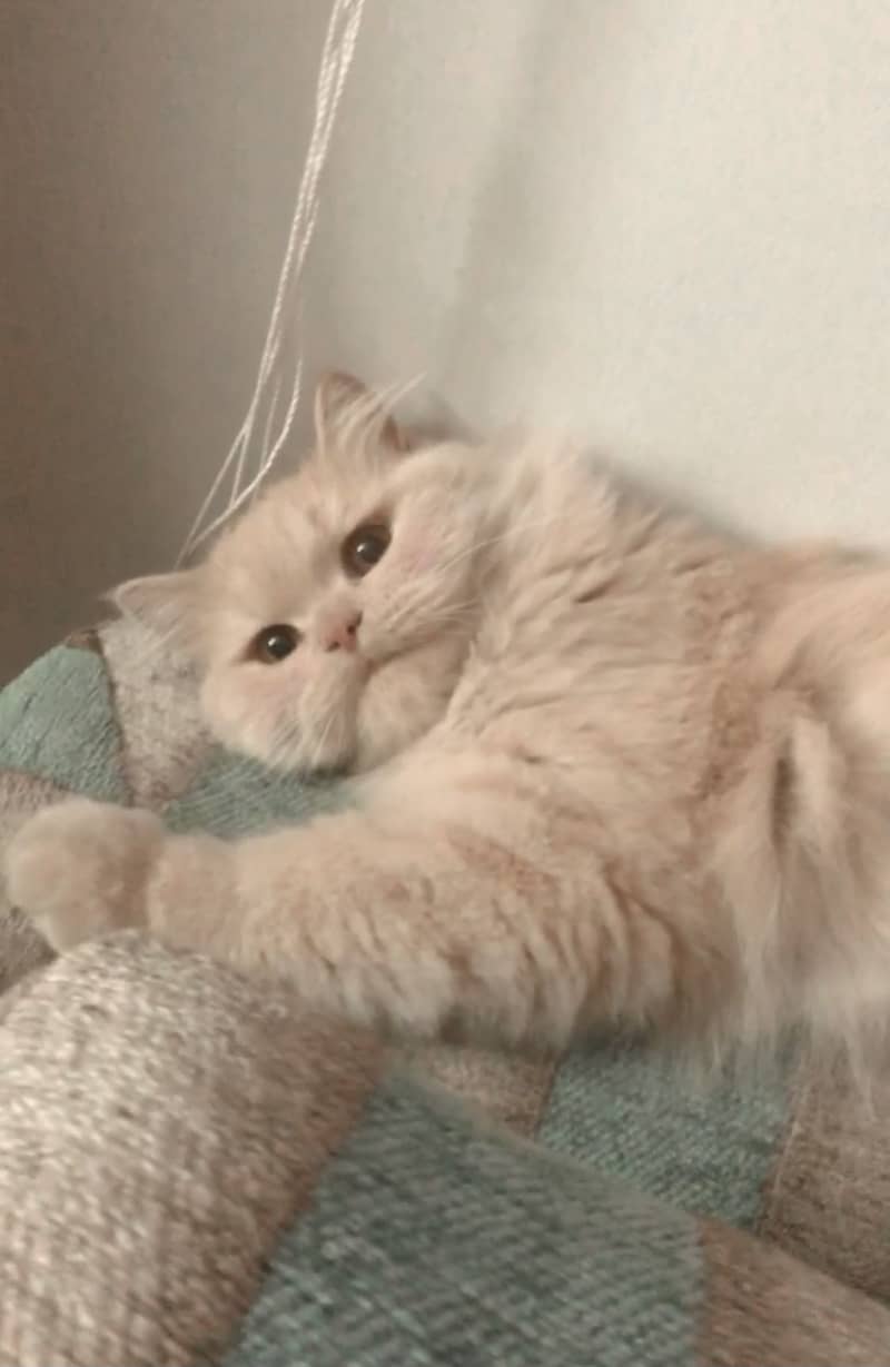 Persian cat urgent 1