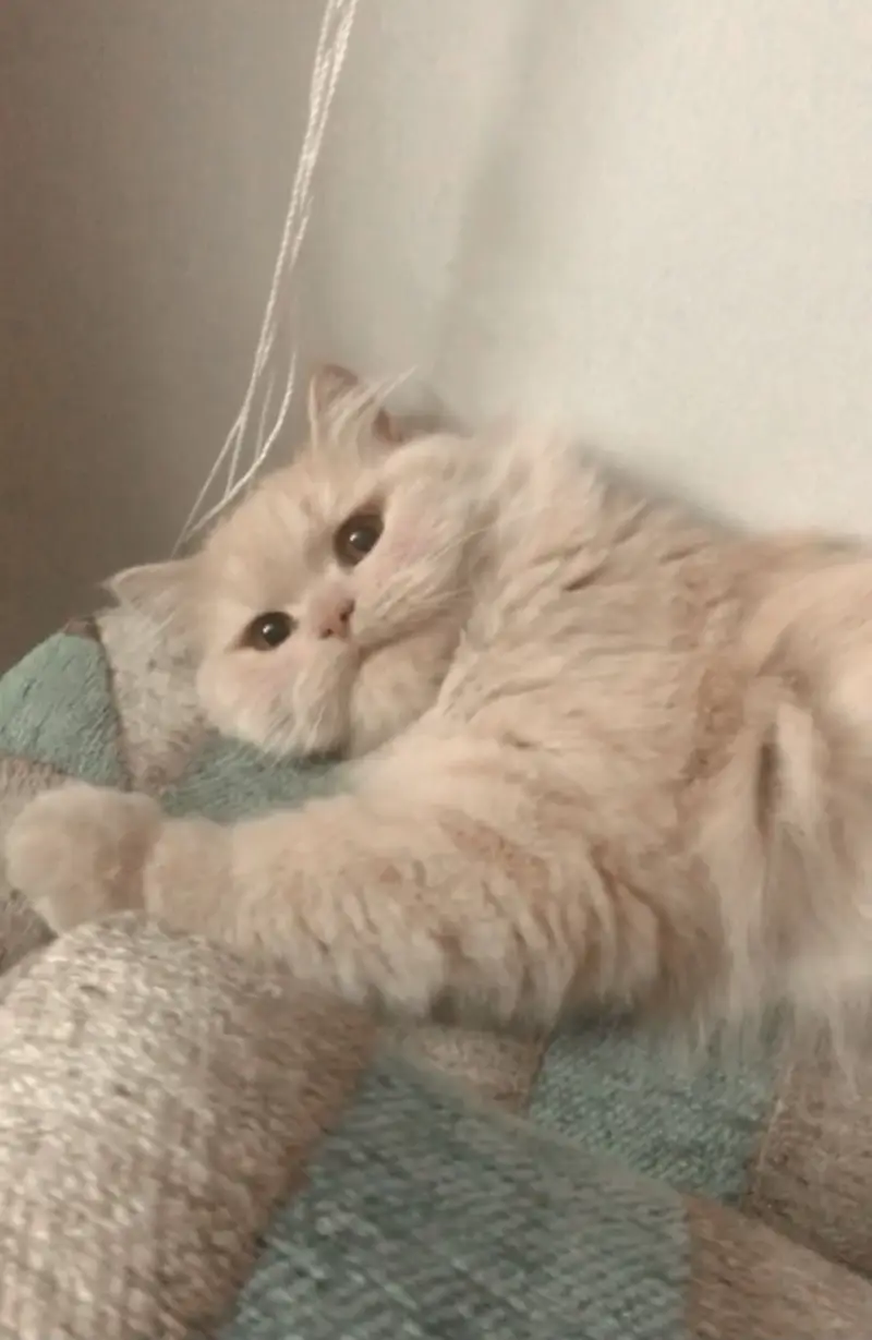 Persian cat urgent — photo 2