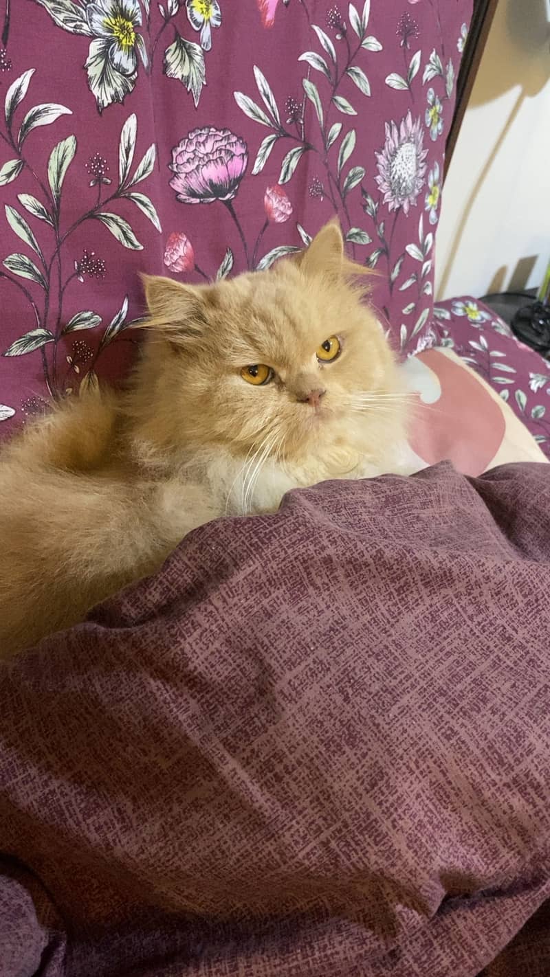 Persian cat urgent 2