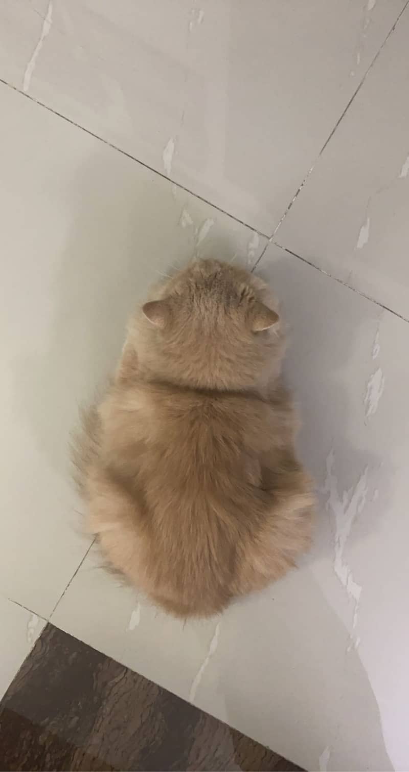 Persian cat urgent 4