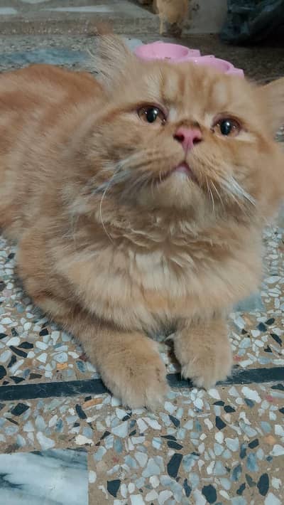 Persian cat