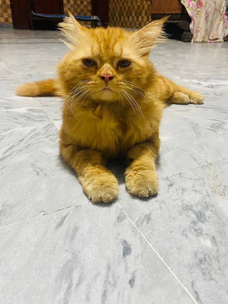 Persian cat 1