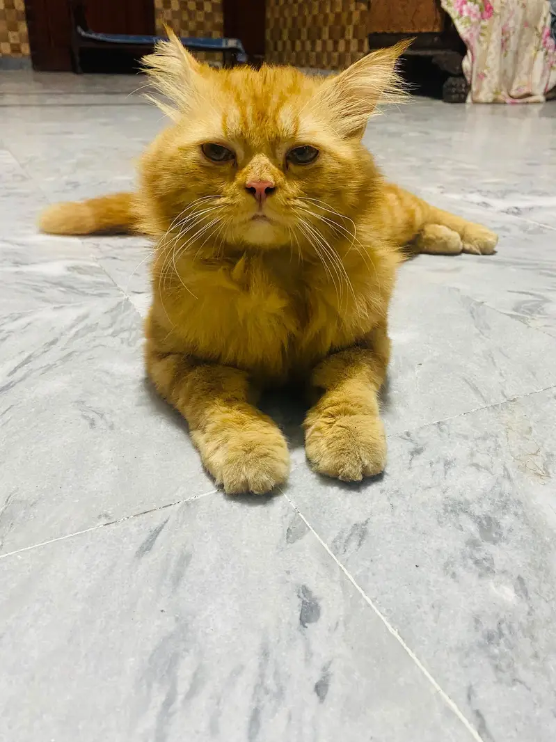 Persian cat — photo 2