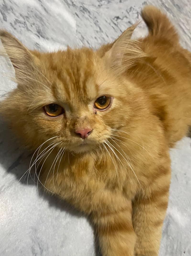Persian cat 2