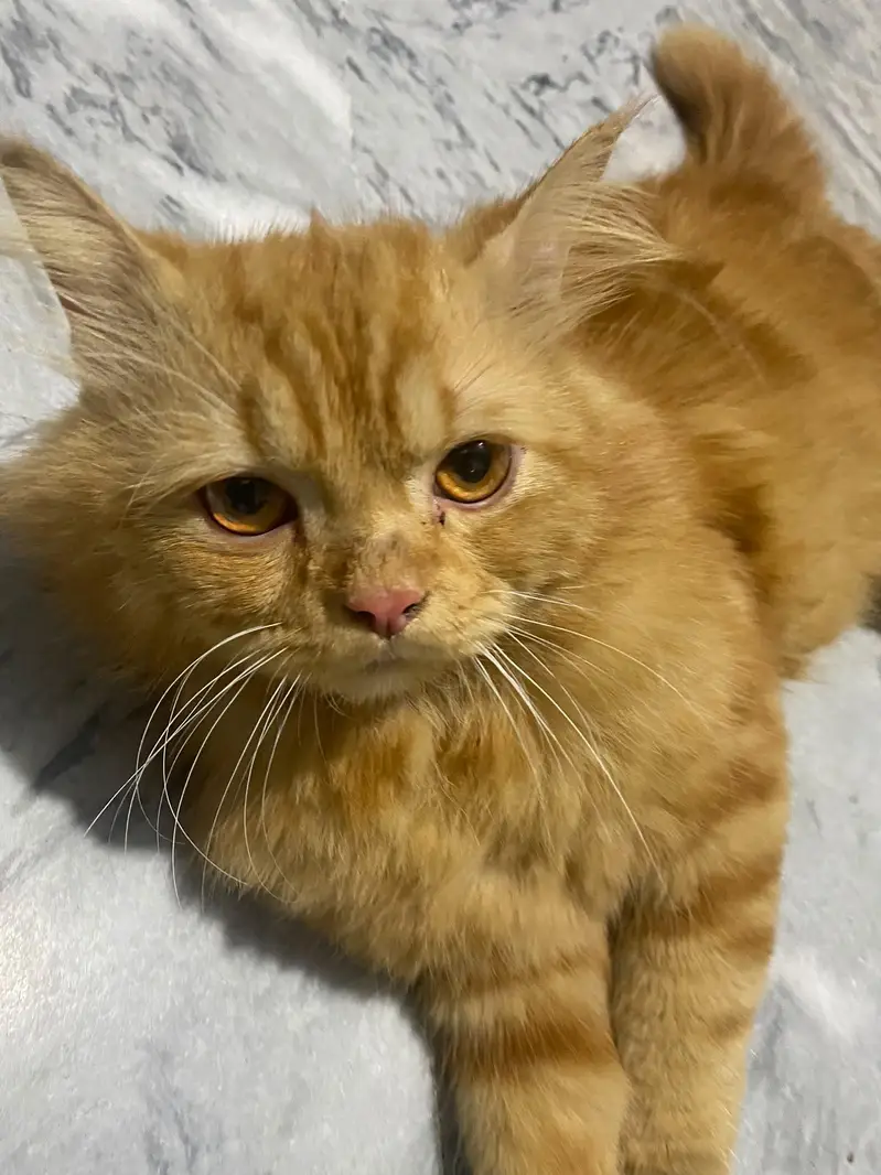 Persian cat — photo 3