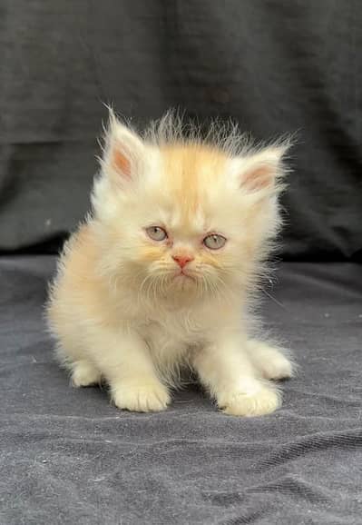Punch face kittens for sale