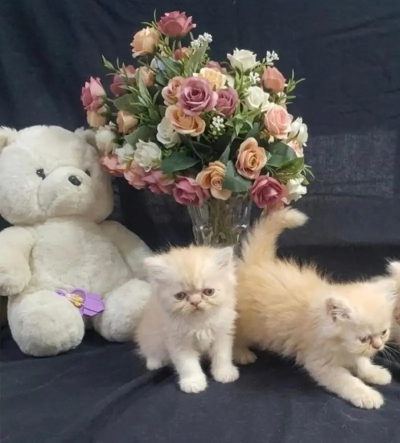 Punch face kittens for sale — photo 2
