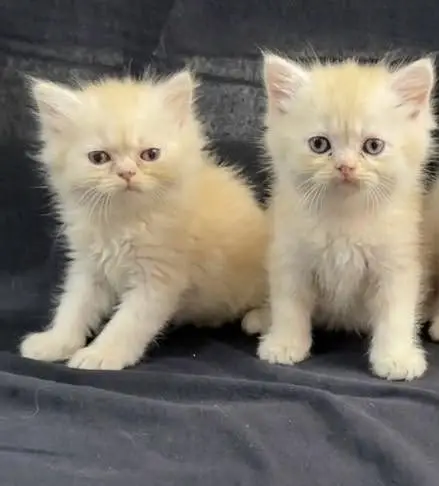 Punch face kittens for sale — photo 3