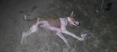 gultair x tazii cross dog 9 month