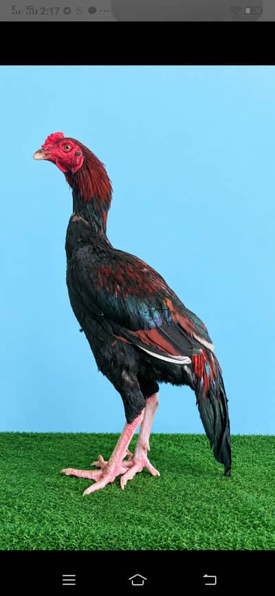 Laka aseel phata for sale  in Rawalpindi