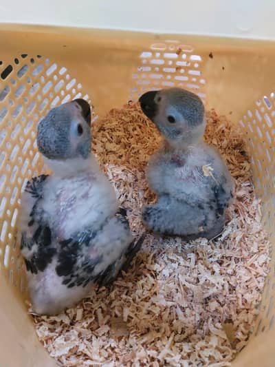 African grey parrot chicks
