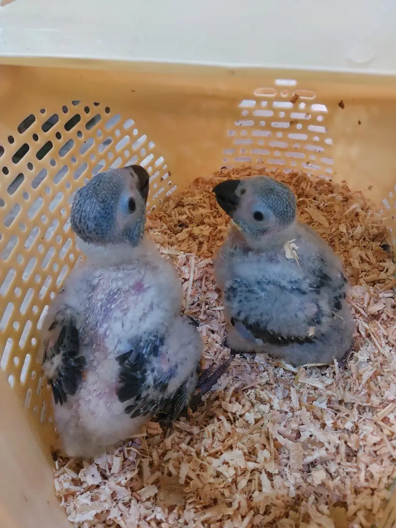 African grey parrot chicks — photo 2