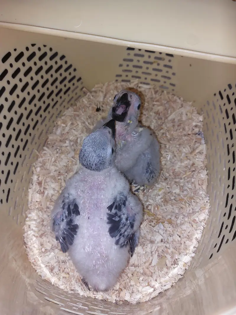 African grey parrot chicks — photo 3