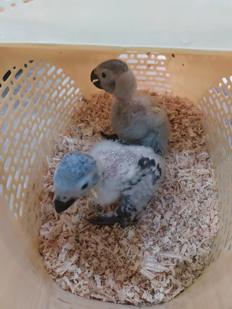 African grey parrot chicks — photo 4