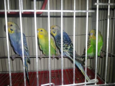 Australian budgies Hain 4 PC Hain mean 2pair
