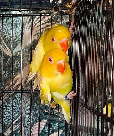 MIX BIRDS AND CAGE AVAILABLE