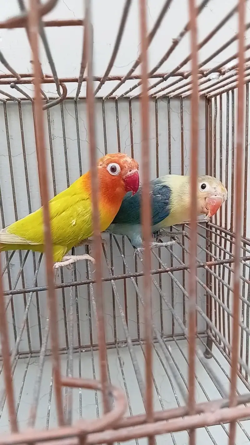 MIX BIRDS AND CAGE AVAILABLE — photo 2