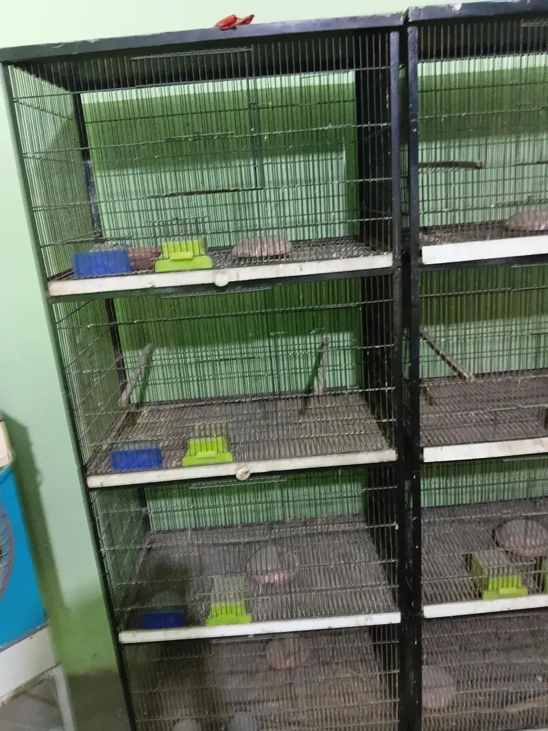 MIX BIRDS AND CAGE AVAILABLE — photo 3