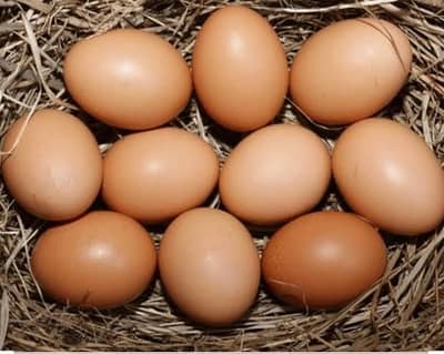 king white shamo eggs for sale