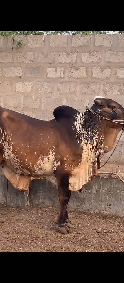315 KG Live Weight Bachra for Sale