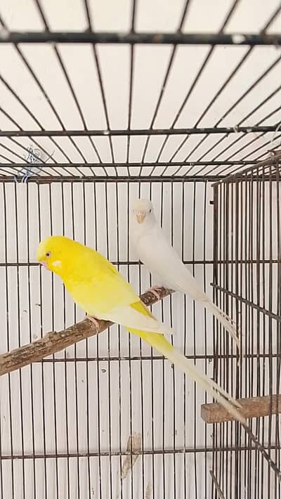 Beautiful King Size Pair
