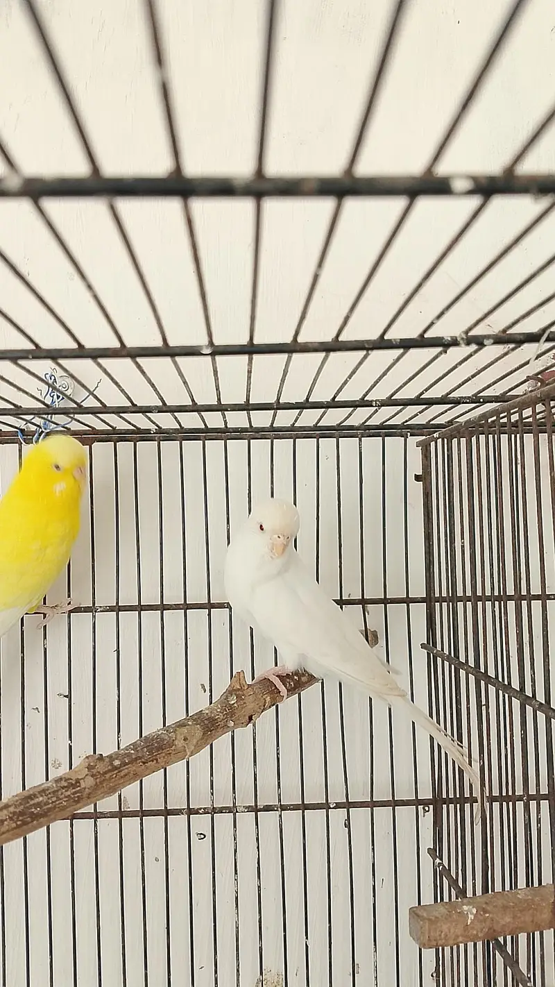 Beautiful King Size Pair — photo 2